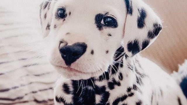 Wiley, Dálmata\u002E (Fotografía: Lexi Smith)