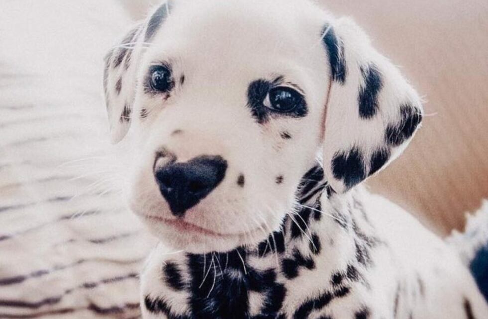 Quiso llevar a su perro siempre con él y lo plasmó en un tatuaje que asombró a todos