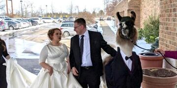 Llevó una llama al casamiento de su hermana (Foto: Mendl Weinstock)