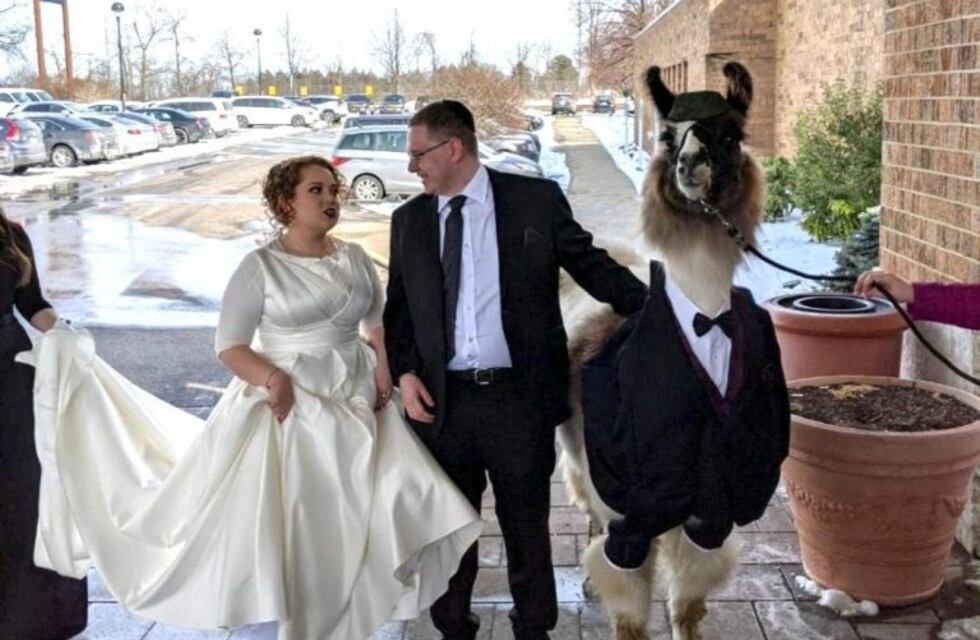 Llevó una llama con esmoquin a la boda de su hermana por una vieja broma