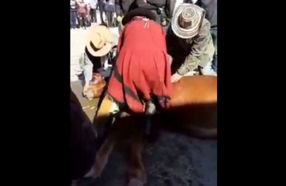 Polémica y malestar por la muerte de un caballo durante un desfile en Salta