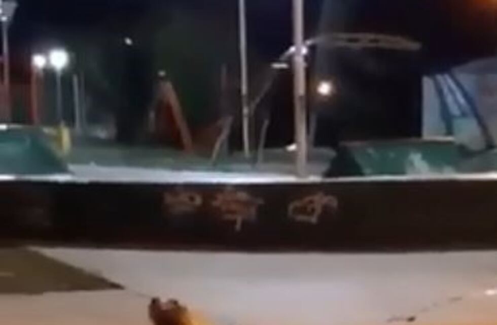 Un lobo paseó por la costanera y luego retornó al mar