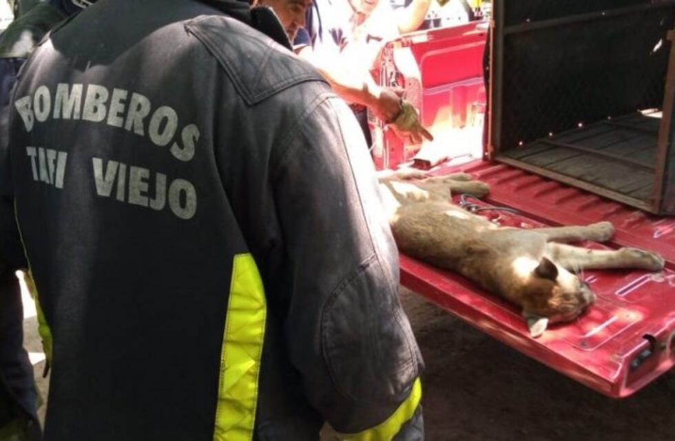 Un puma fue rescatado en el Club Médico de Los Nogales