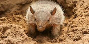 Rescataron y liberaron 25 quirquinchos en Salta