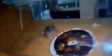 Un ratu00f3n en una panaderu00eda de San Martu00edn y Tucumu00e1n en Rosario.