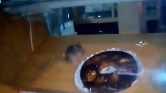 Un ratu00f3n en una panaderu00eda de San Martu00edn y Tucumu00e1n en Rosario.