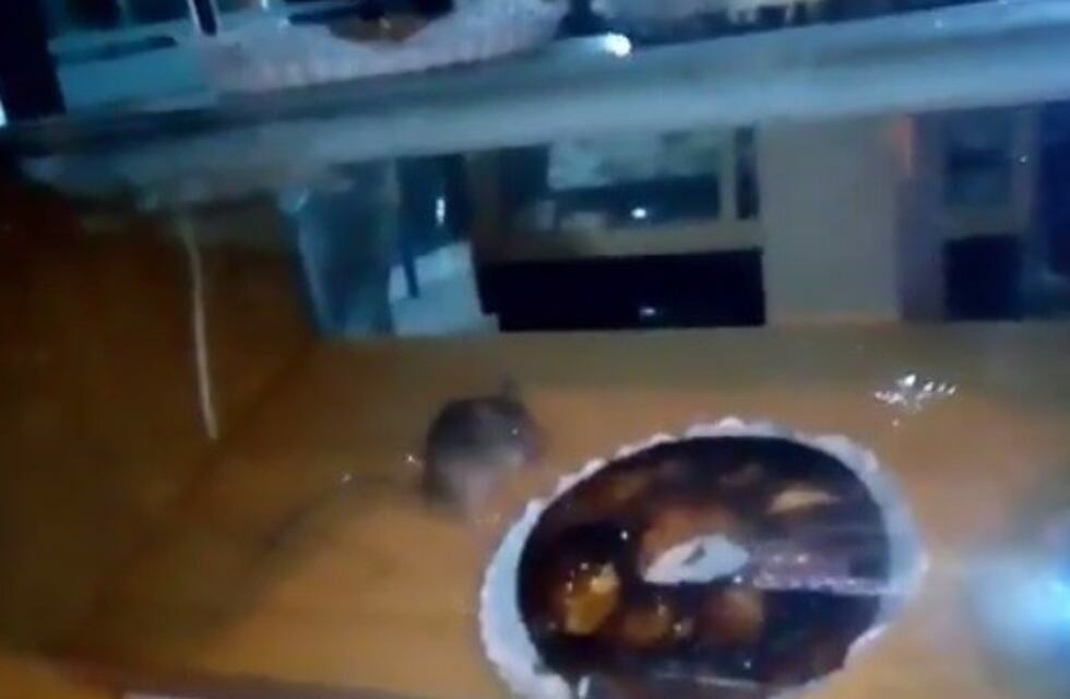 Denunciaron a una panadería del centro donde filmaron a un ratón dentro de un exhibidor