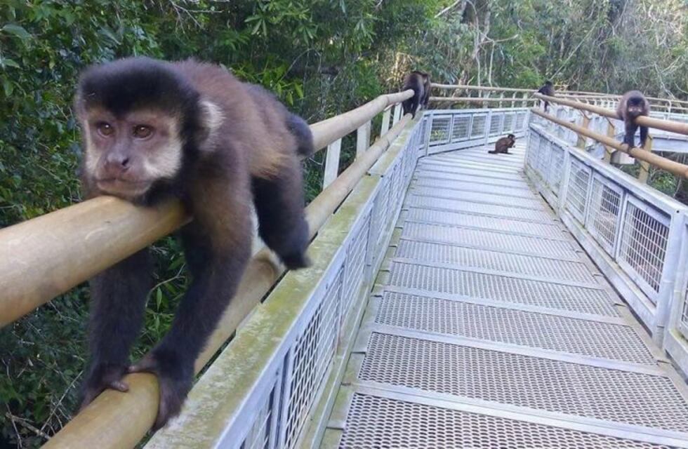 En el Día de los Parques Nacionales, el Iguazú encabeza la lista de los más destacados