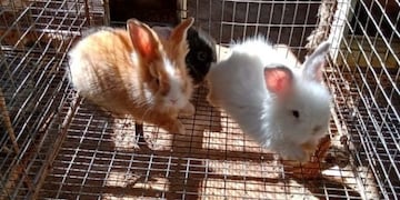Conejitos