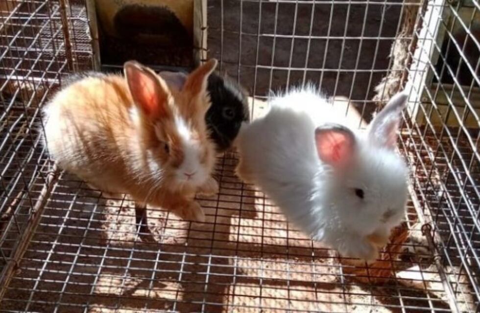 El boom de los conejitos: cada vez más sanjuaninos los eligen como mascotas