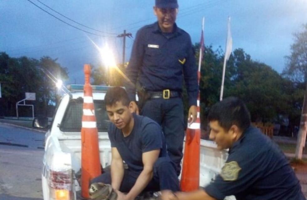 Temporal en Anta: apareció un yacaré en el patio de una casa