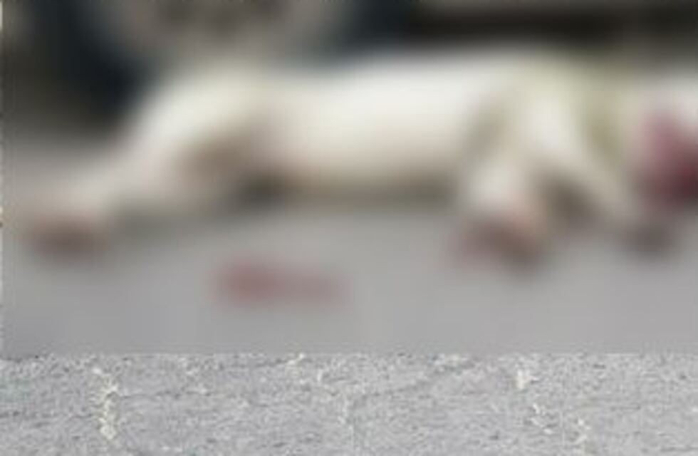 Villa Carlos Paz: arrastraron brutalmente a su perro y lo dejaron tirado