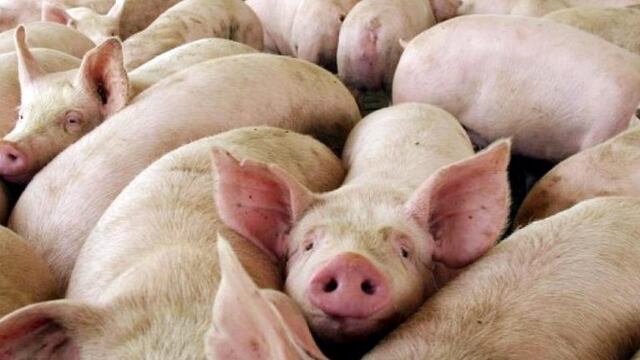 Triquinosis prevención