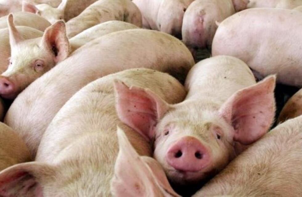 Los casos de triquinosis de Alta Gracia se suman a los 97 que se registraron en todo Córdoba