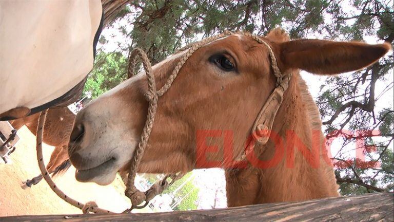 Llegó a Paraná el cura que evangeliza a lomo de mula en devoción a Brochero. Foto: El once