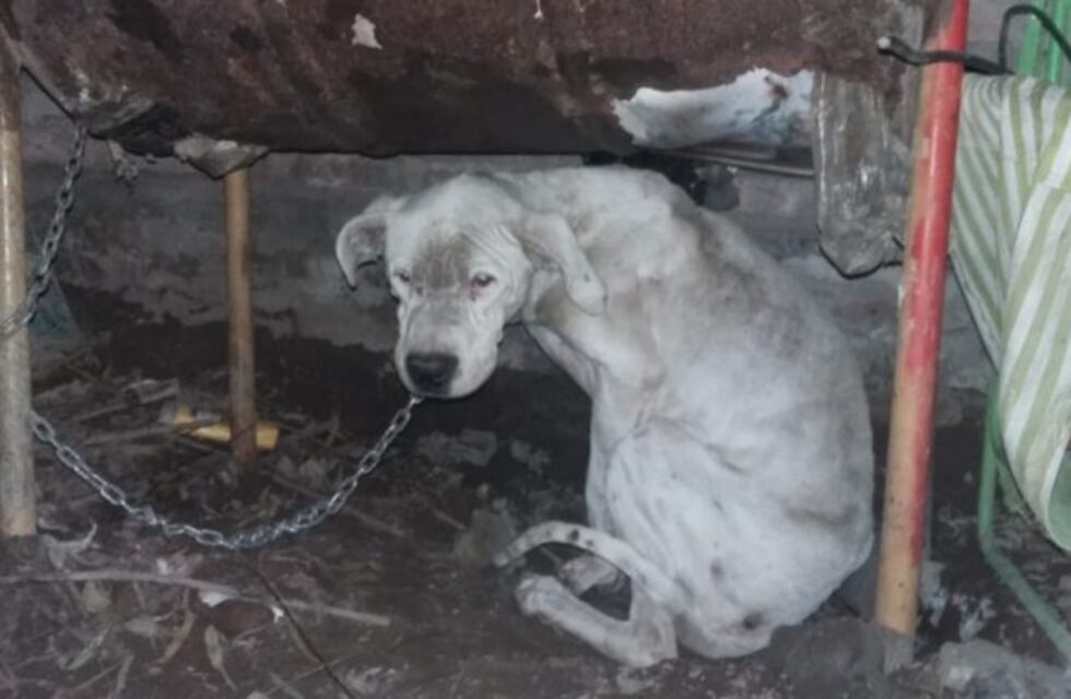 Salvan a cuatro perros muy maltratados y los dejan en el mismo lugar porque no hay dónde llevarlos