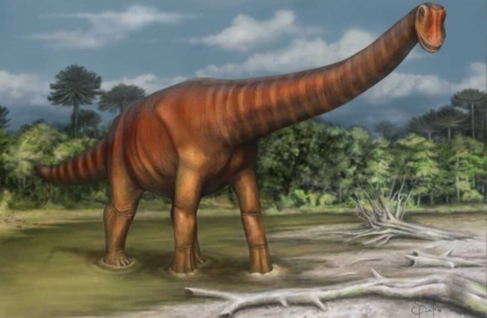 Presentaron al dinosaurio Choconsaurus, descubierto en El Chocón