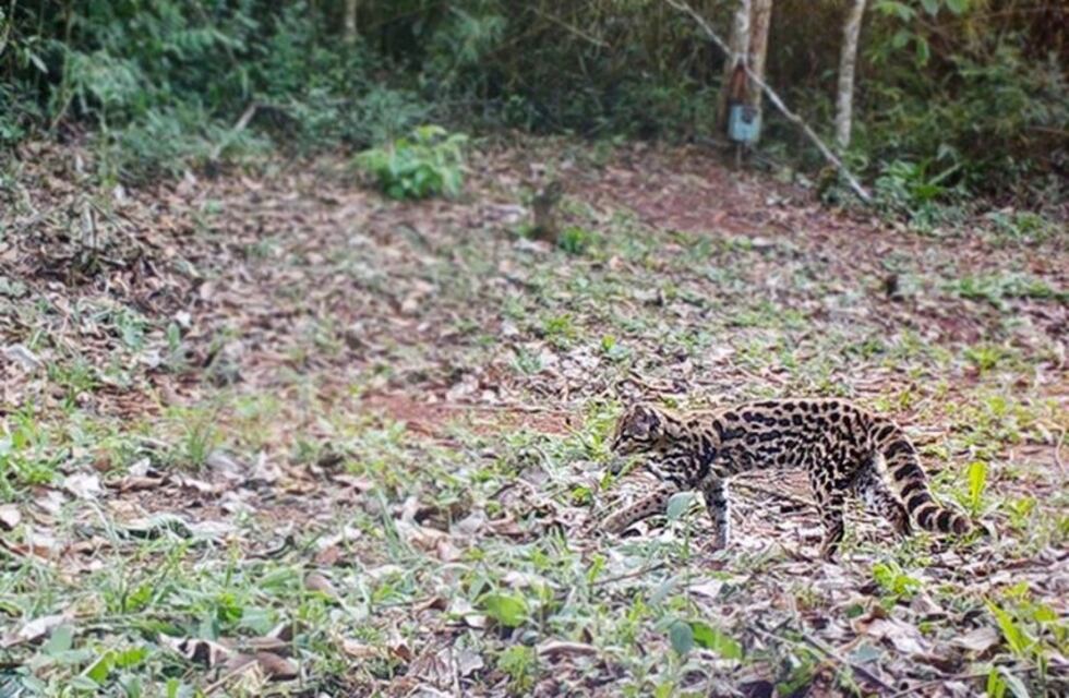Un turista logró fotografiar a un ejemplar de gato tirica
