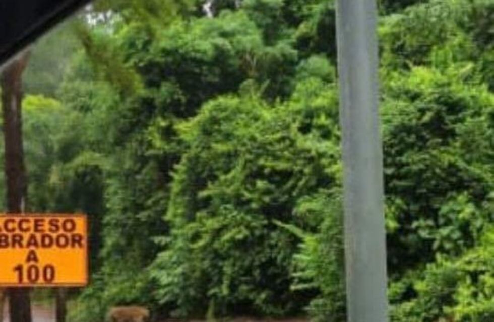 Avistaron un yaguareté en inmediaciones del Aeropuerto de Iguazú