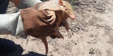 Rescataron y liberaron 25 quirquinchos en Salta