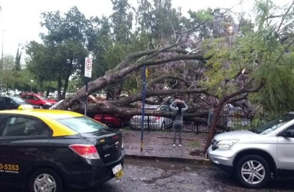 En medio del temporal, un árbol cayó y aplastó 5 autos frente a Tribunales