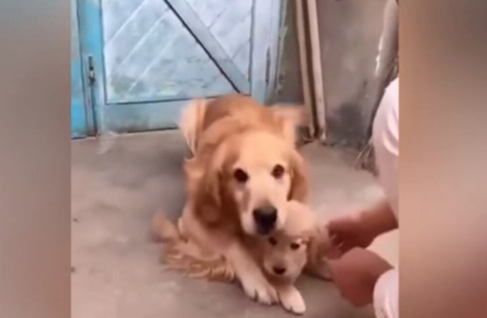 El tierno gesto protector de un perro con su cachorro