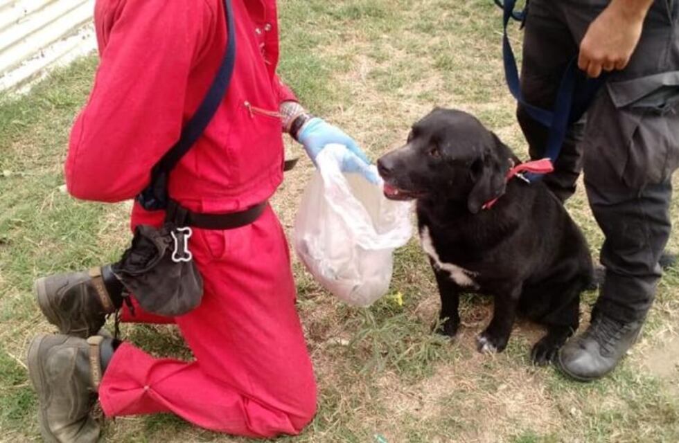 Suman al k9 para buscar a Mauricio en Dorrego