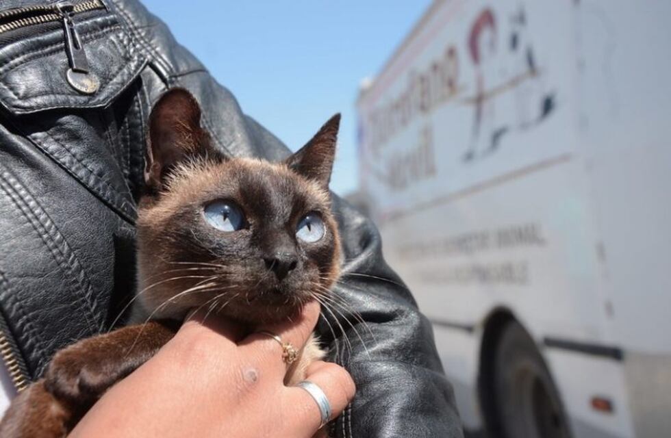 Vacuná a tu mascota: habrá nuevos puestos móviles de vacunación antirrábica