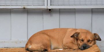 "Adopta un perro adulto": la iniciativa de Villa de Merlo que exime de impuestos a la gente.