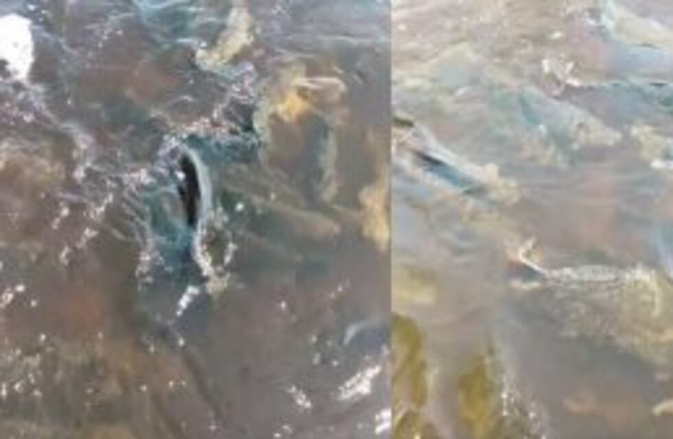 Invasión de peces a centímetros de la autopista tras el desborde del arroyo Colastiné