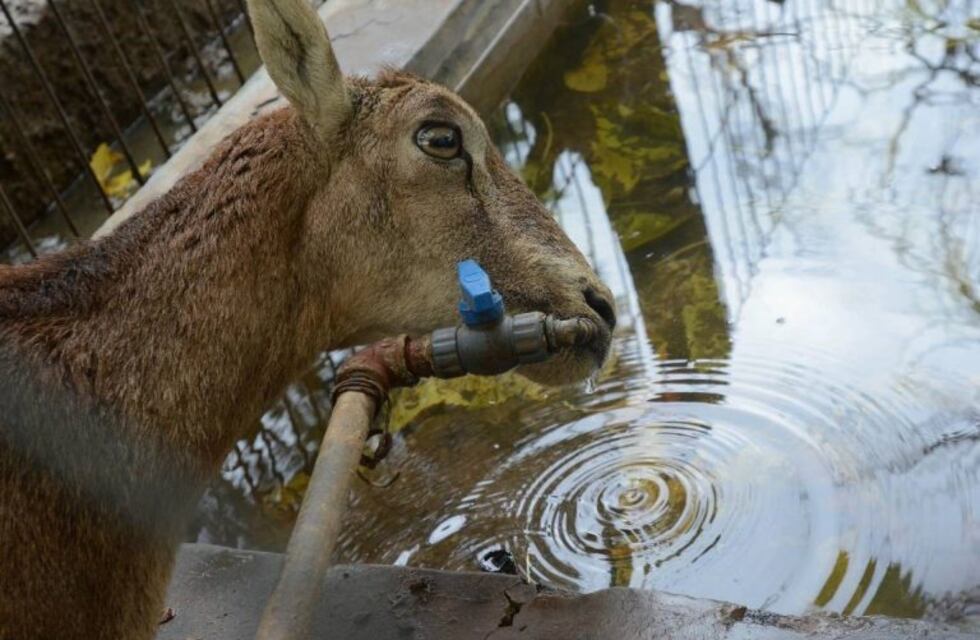 Cerró inscripción para la adopción responsable de animales