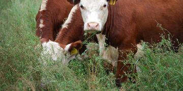 Vacas en Río Negro (Foto: Río Negro)\u002E