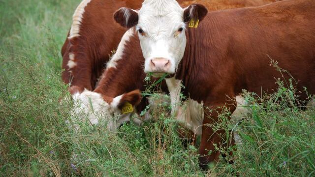 Vacas en Río Negro (Foto: Río Negro)\u002E