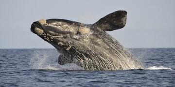 Ballena Madryn\u002E