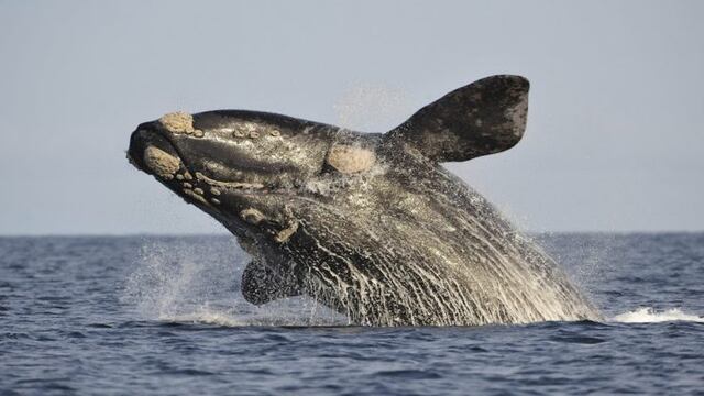 Ballena Madryn\u002E