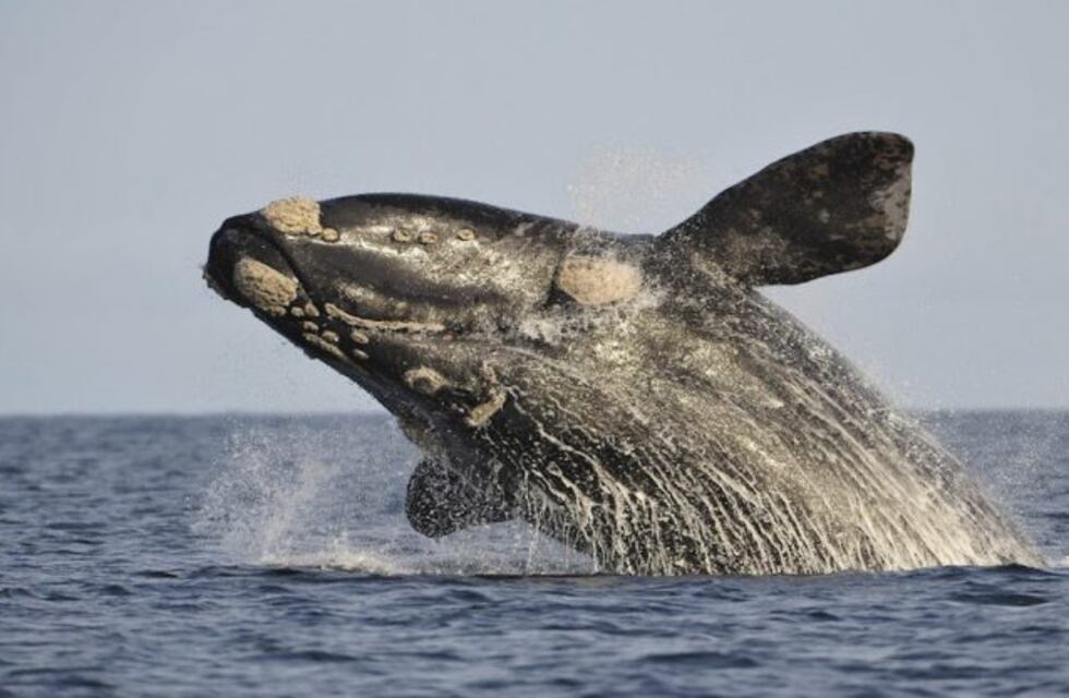 Calculan el peso de las ballenas a través de fotografías tomadas desde drones en Península Valdés