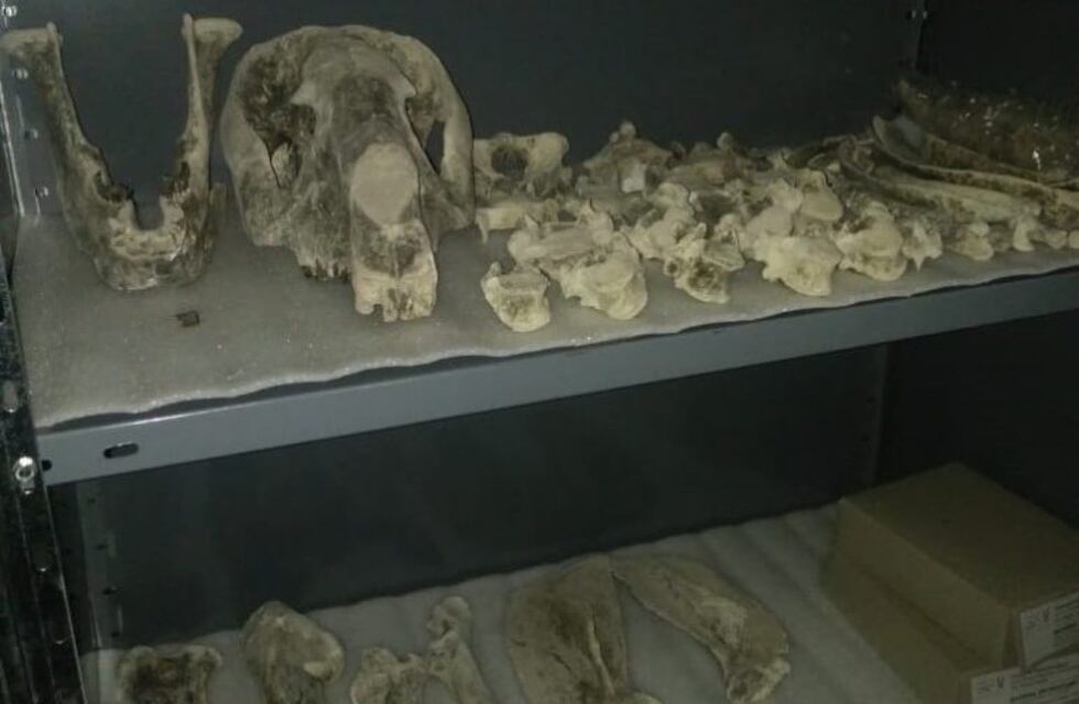 La Colección Paleontológica de la UNNE reúne más de 17.000 fósiles