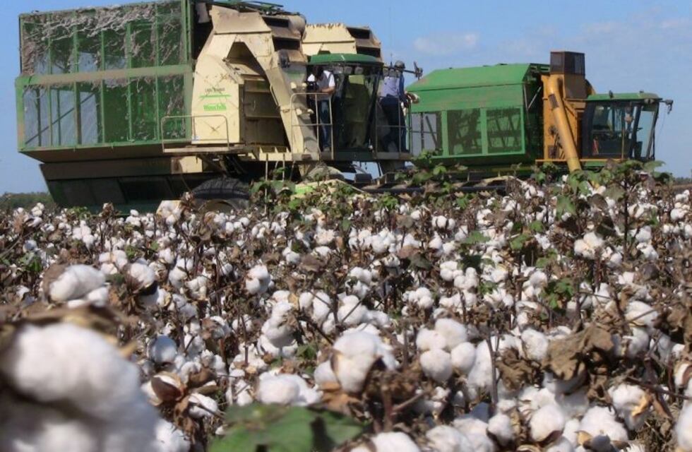 En Chaco sembraron algodón por 150.000 hectáreas