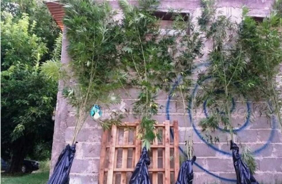 Volvió a trabajar el empleado judicial que le habían secuestrado planta de marihuana