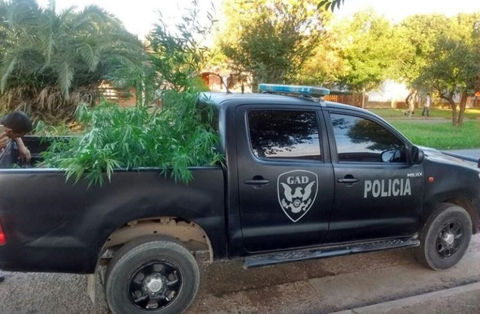 Buscaban elementos robados y encontraron plantas de marihuana