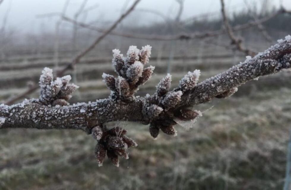 Entre heladas tardías y granizo ya estiman pérdidas de entre 15% a 80% en frutales