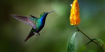 Jardin, Rumbos\u002E Archivo\u002E