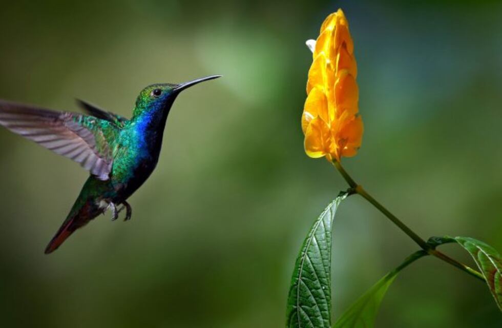 Los secretos naturales para que la primavera estalle en tu jardín