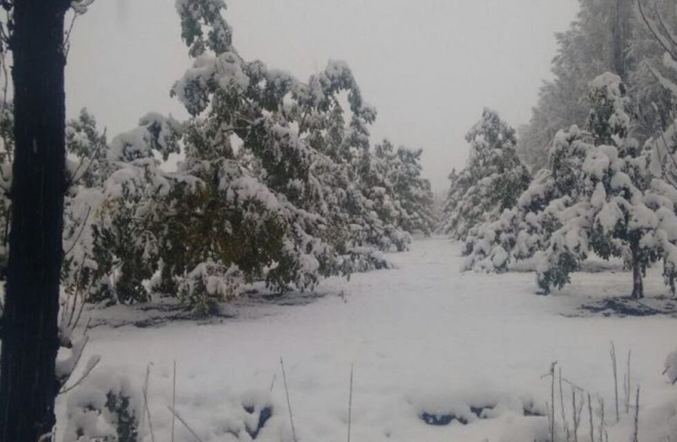 El Valle de Uco amaneció cubierto de nieve: las postales