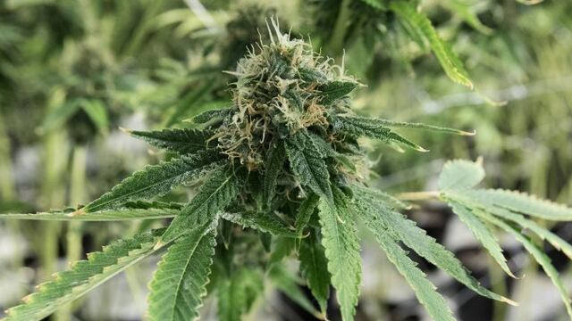 Medicinal marijuana bud inside the flowering room at Tweed in Smith Falls, Ontario, on December 5, 2016.  / AFP PHOTO / Lars Hagberg canada ontario  canada cultivo de marihuana para uso medicinal empresa Tweed Inc