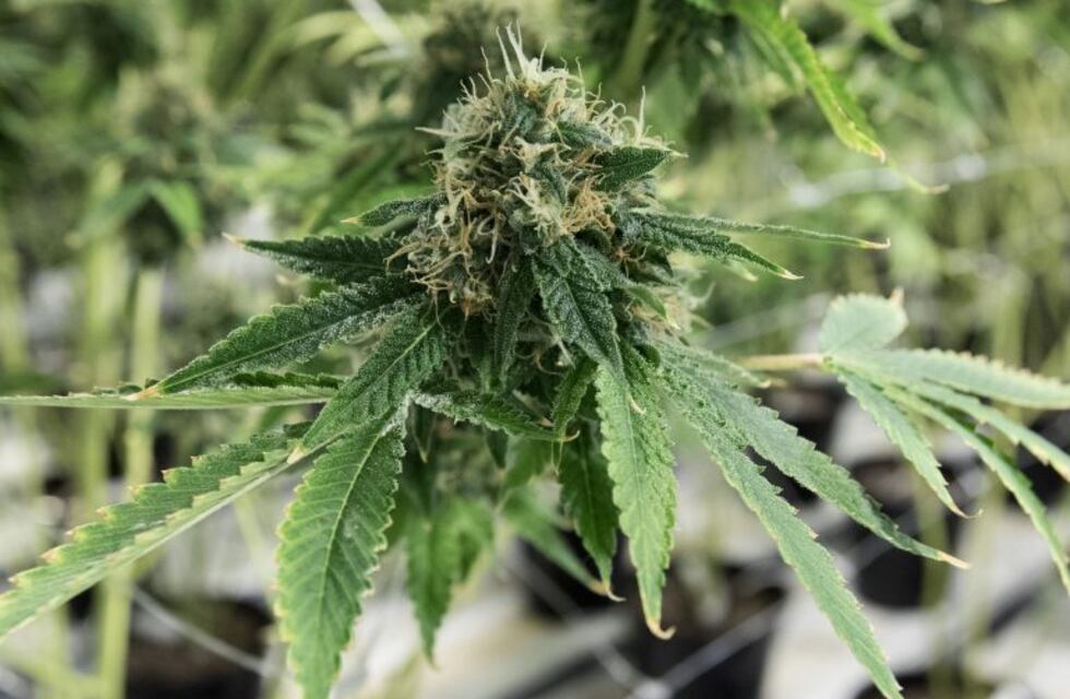 El Senado aprobó la ley de cannabis medicinal por unanimidad