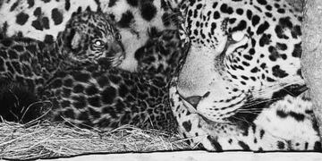 La madre de los Yaguaretés los amamanta por primera vez\u002E