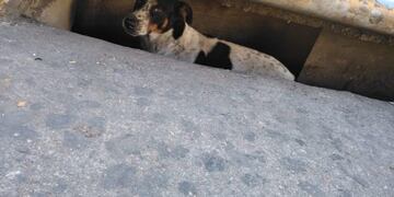 Perro atrapado\u002E