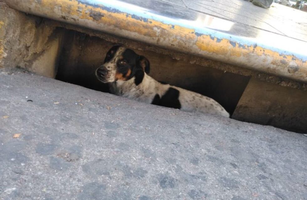 Rescataron al perrito atrapado en una alcantarilla frente al Patio Olmos