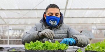 Entrega de plantines (web)